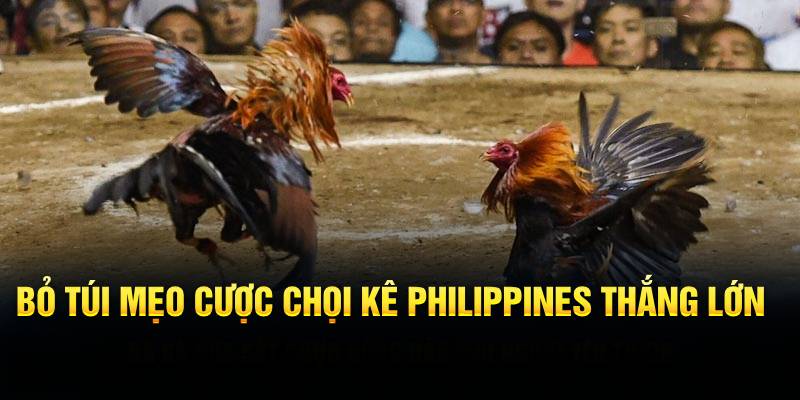 Bỏ túi mẹo cược chọi kê Philippines thắng lớn