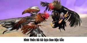 Đá gà cựa dao