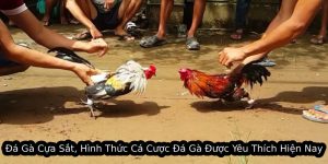 Đá gà cựa sắt