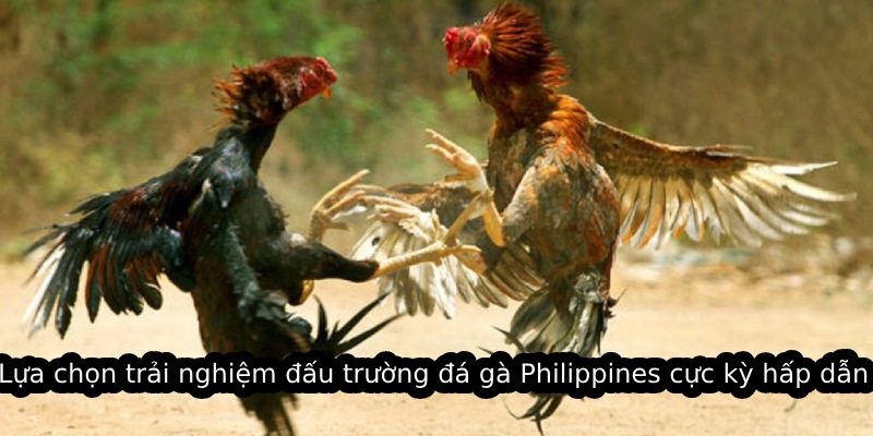 Lựa chọn trải nghiệm đấu trường đá gà Philippines cực kỳ hấp dẫn