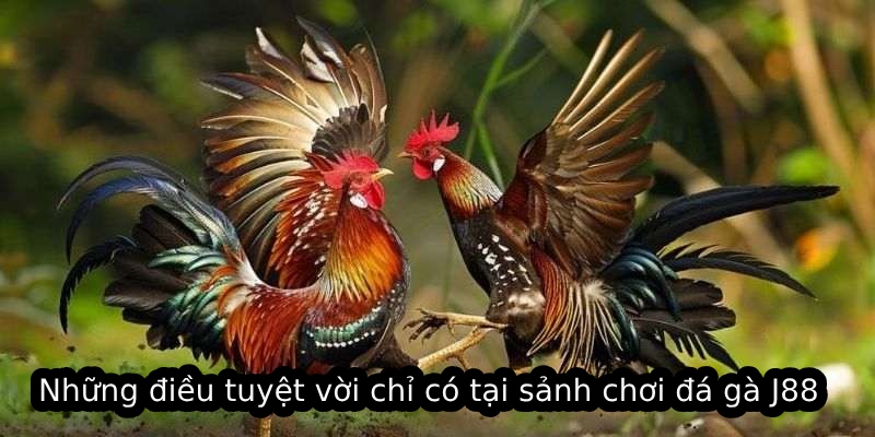 Những điều tuyệt vời chỉ có tại sảnh chơi đá gà J88