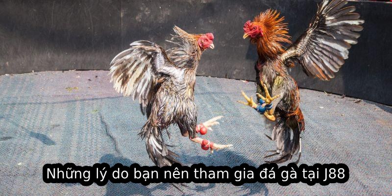 Những lý do bạn nên tham gia đá gà tại J88