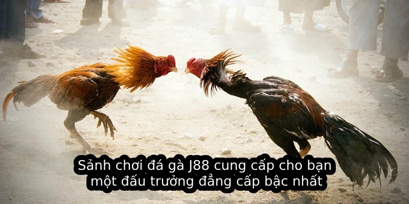 Sảnh chơi đá gà J88 cung cấp cho bạn một đấu trưởng đẳng cấp bậc nhất